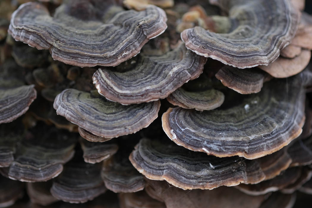 Macro of turkey tail mushroom clump